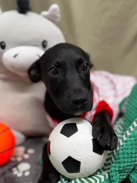Jet