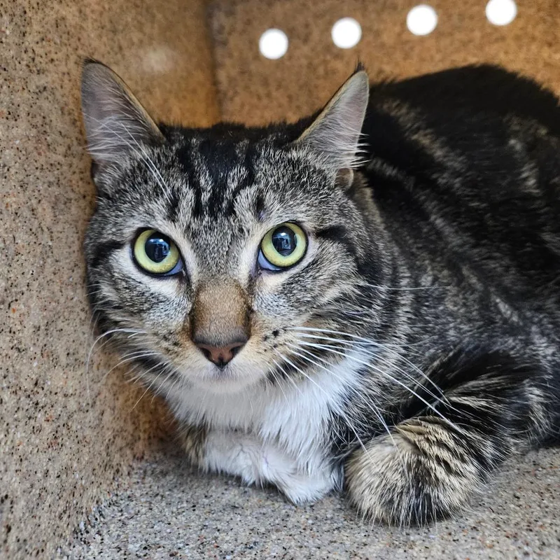 An adult medium-sized male Brown / Chocolate Domestic Short Hair cat named Tommy for adoption in Tacoma, WA