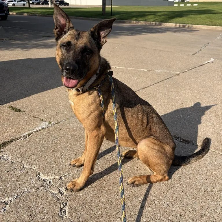 An adult medium-sized female Brown / Chocolate Mixed Breed dog named Mod Mullet for adoption in Davenport, IA