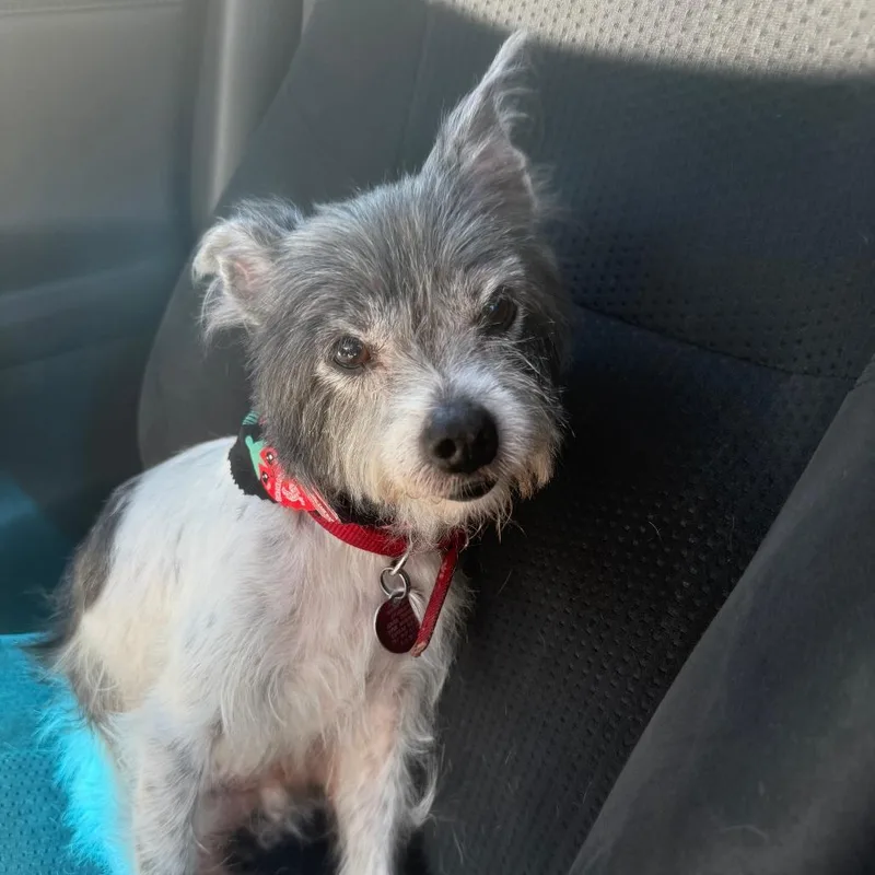 A senior small-sized male White / Cream Terrier dog named Merlin for adoption in Corvallis, OR