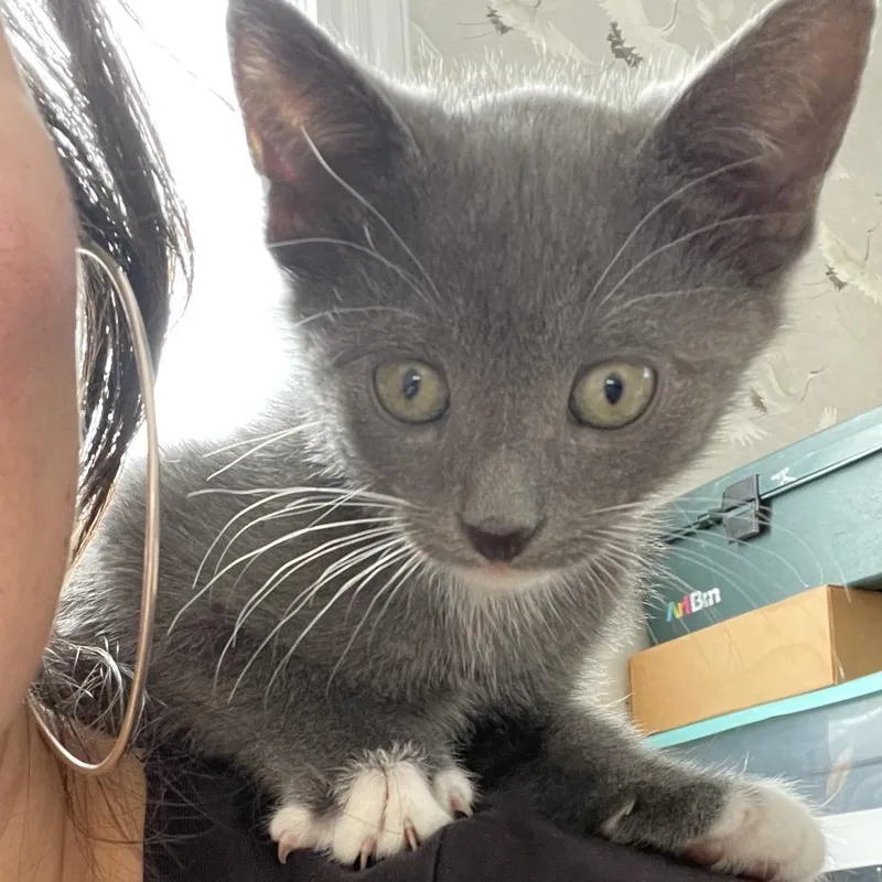 A baby small-sized male Gray / Blue / Silver Domestic Short Hair cat named Tumbleweed for adoption in Providence, RI