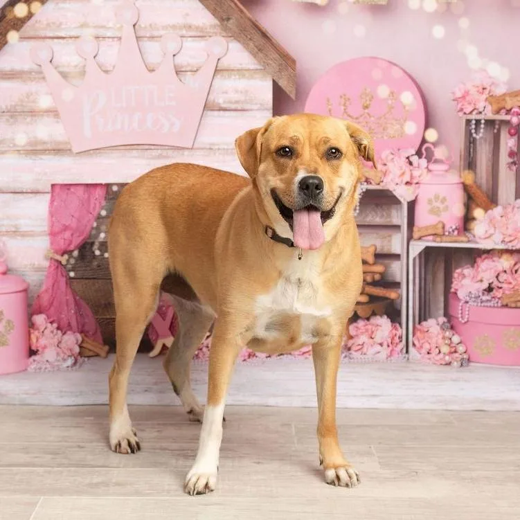 An adult large-sized female Yellow / Tan / Blond / Fawn American Staffordshire Terrier dog named Betty Boop for adoption in Justin, TX