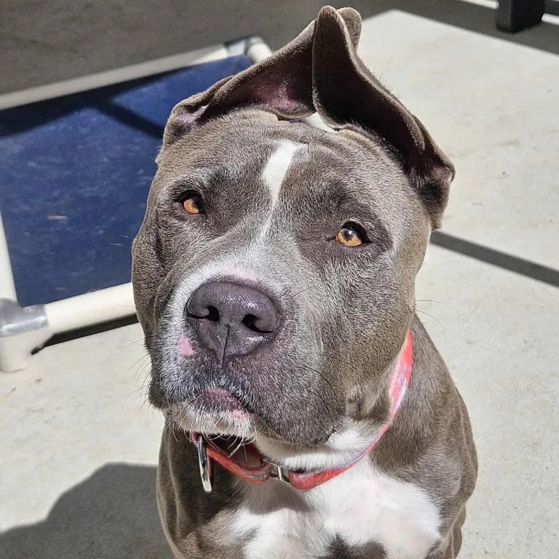 A young large-sized male Gray / Blue / Silver Pit Bull Terrier dog named Hondo for adoption in Spring, TX