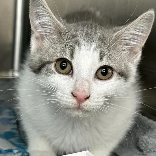 A baby small-sized female Gray / Blue / Silver Domestic Short Hair cat named Stelmaria for adoption in Matteson, IL