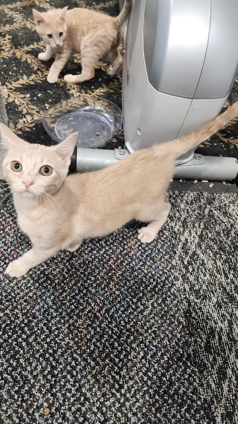 A baby medium-sized female Orange / Red Domestic Short Hair cat named Kaya for adoption in Walled Lake, MI