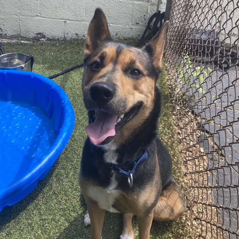 An adult medium-sized female Black Mixed Breed dog named Shadow for adoption in Providence, RI