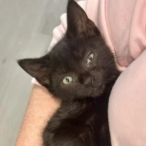 A baby small-sized male Domestic Short Hair cat named Bill for adoption in Cumming, GA