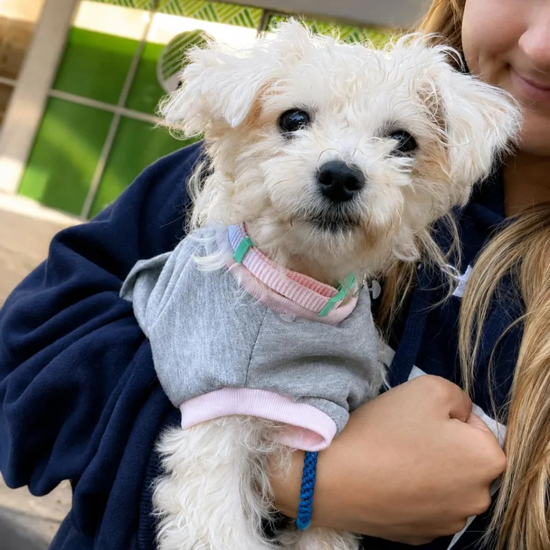 Teddy