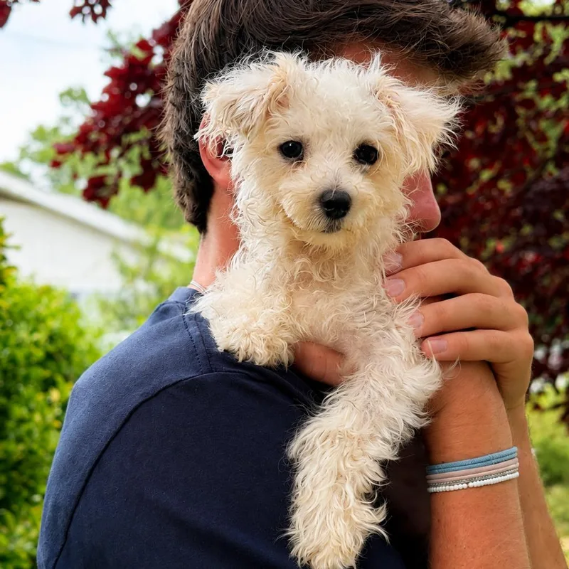 Teddy thumbnail 2