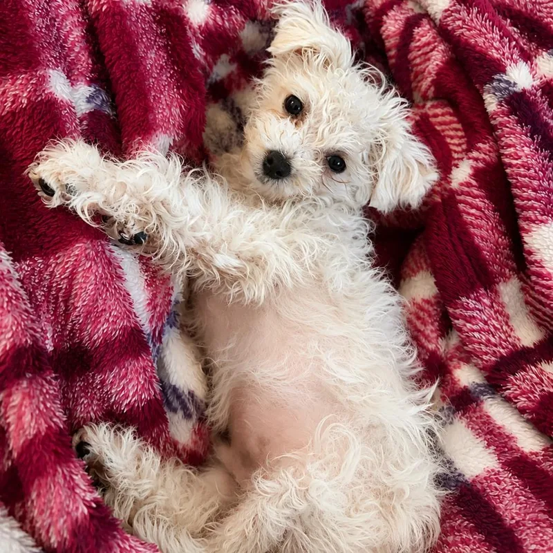 Teddy thumbnail 3
