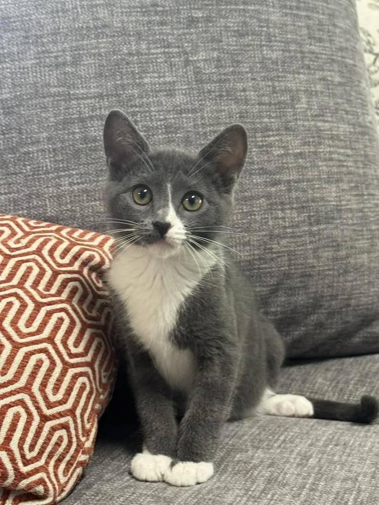 A baby small-sized female Domestic Short Hair cat named Cilantro for adoption in tucson, AZ