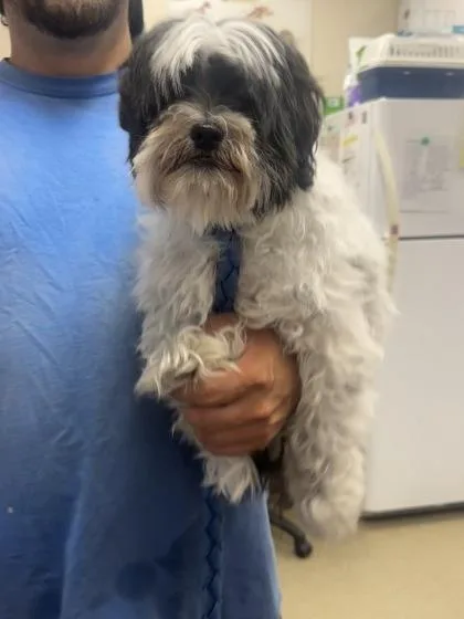 A senior small-sized female Lhasa Apso dog named Zoey for adoption in Palm Coast, FL