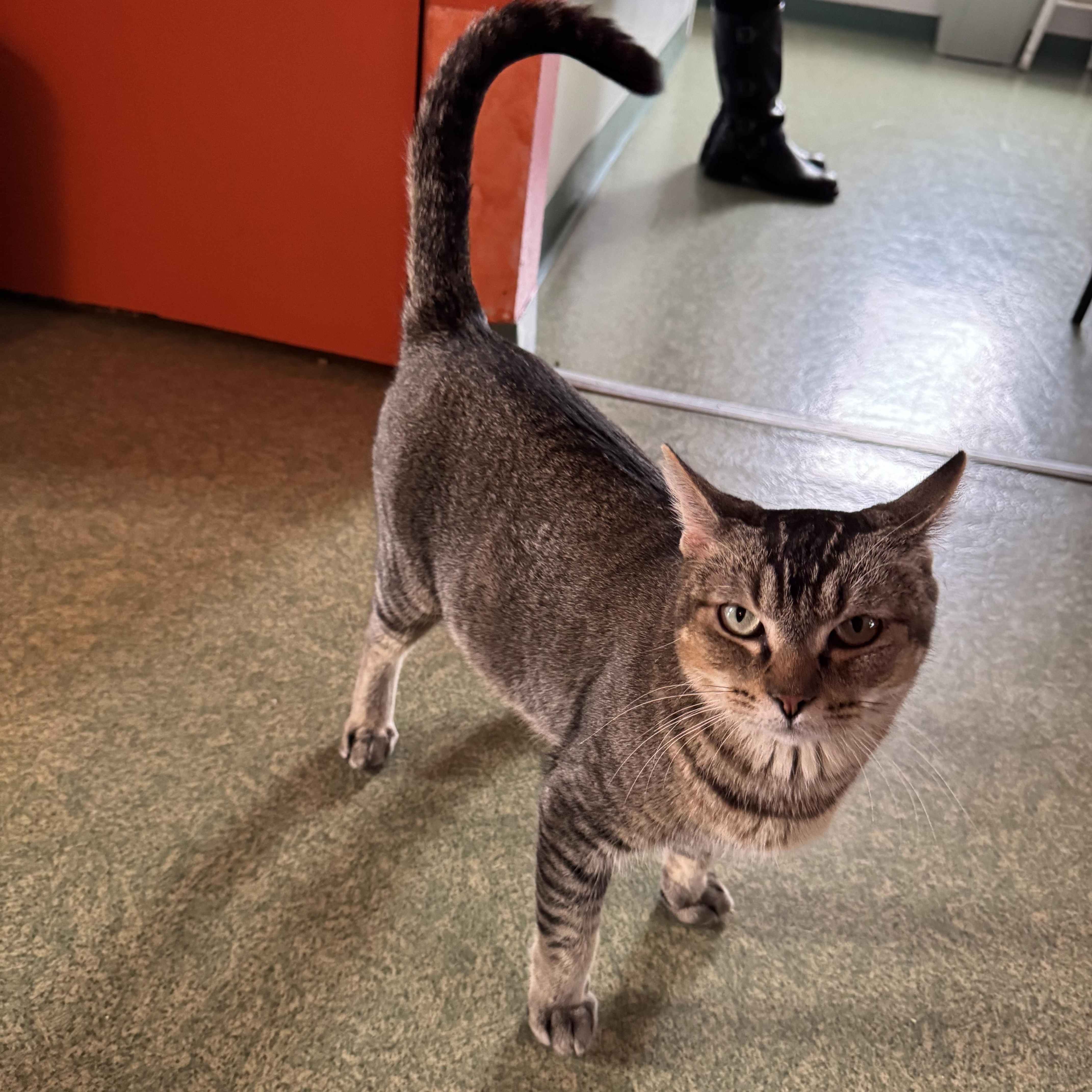 Cleopatra thumbnail 2