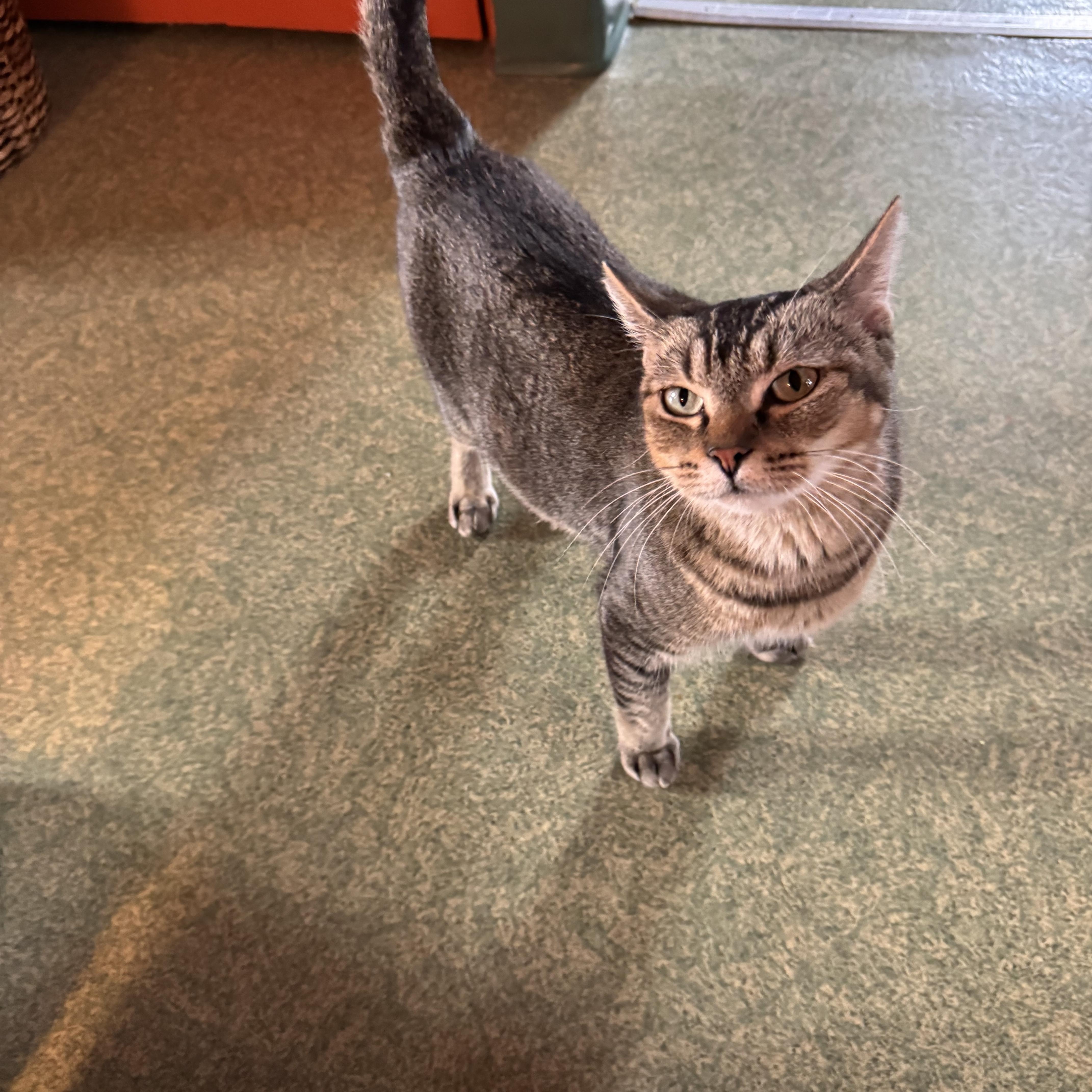 Cleopatra thumbnail 4