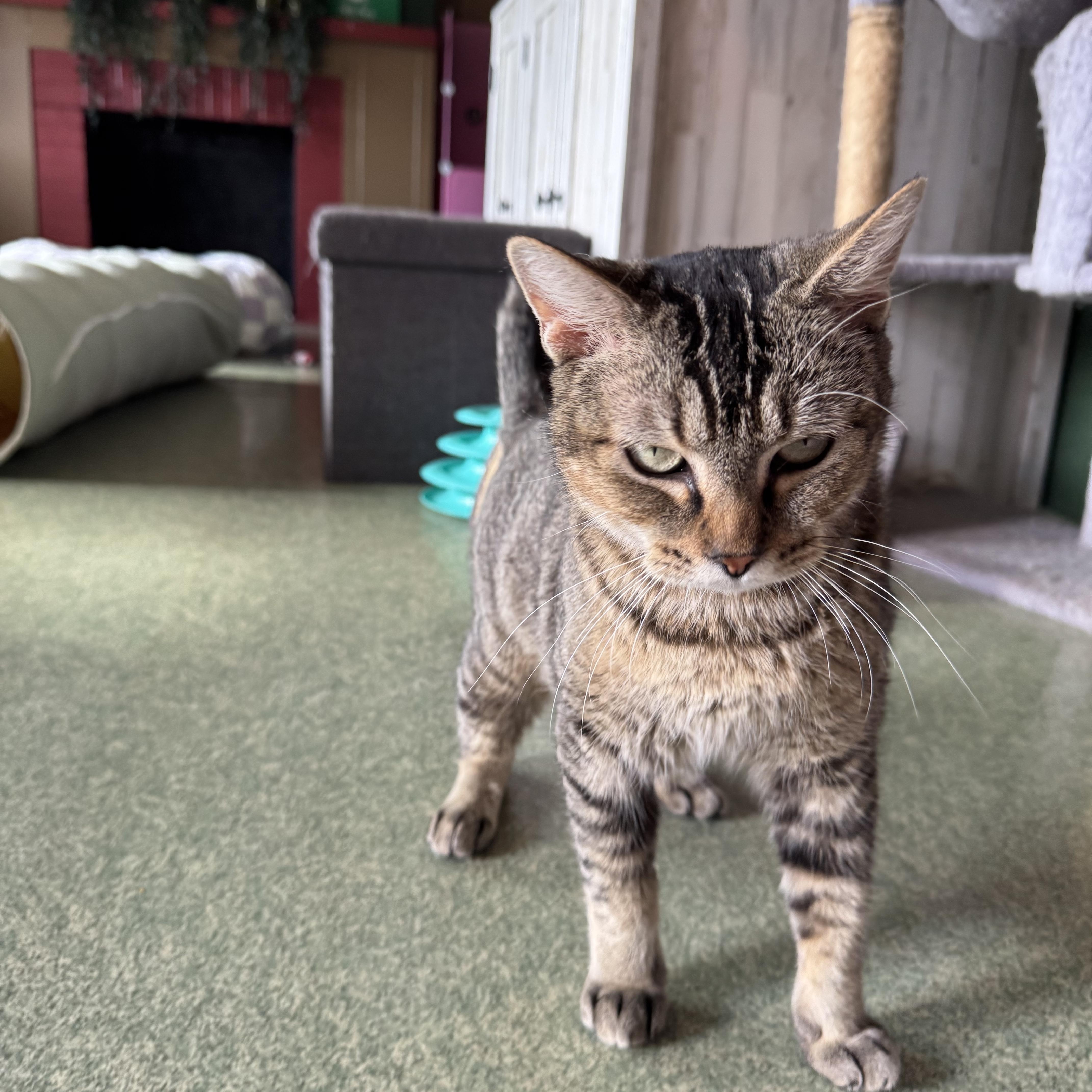 Cleopatra thumbnail 5