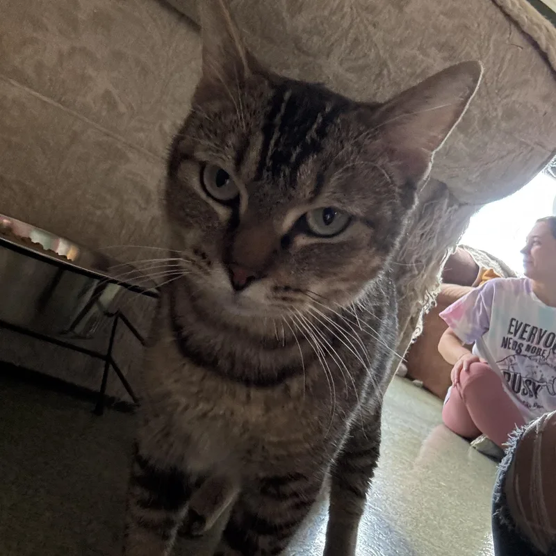 Cleopatra thumbnail 6