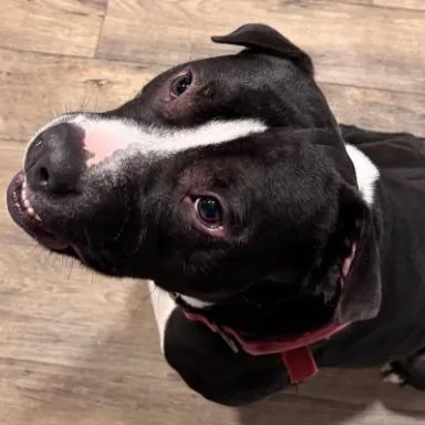 An adult medium-sized male Black Pit Bull Terrier dog named Arlo for adoption in Stagecoach, NV