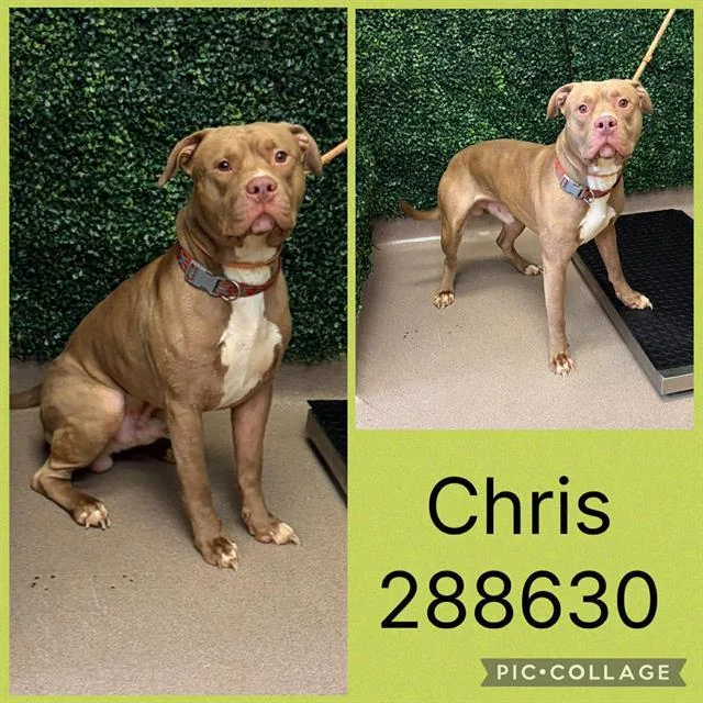 A young large-sized male American Bulldog dog named Chris for adoption in Macon, GA