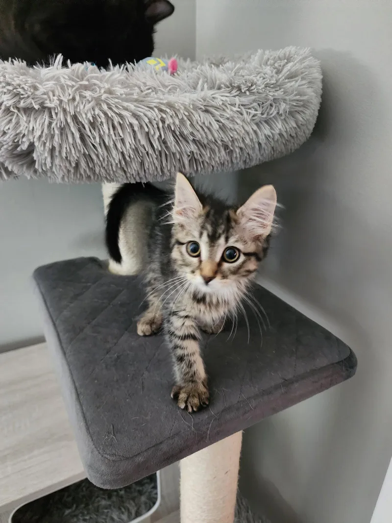 A baby medium-sized female Domestic Medium Hair cat named Ophelia for adoption in Wheaton, IL
