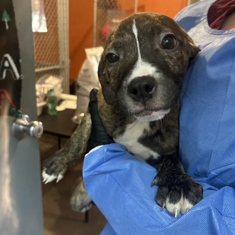 Swiss Roll thumbnail 2