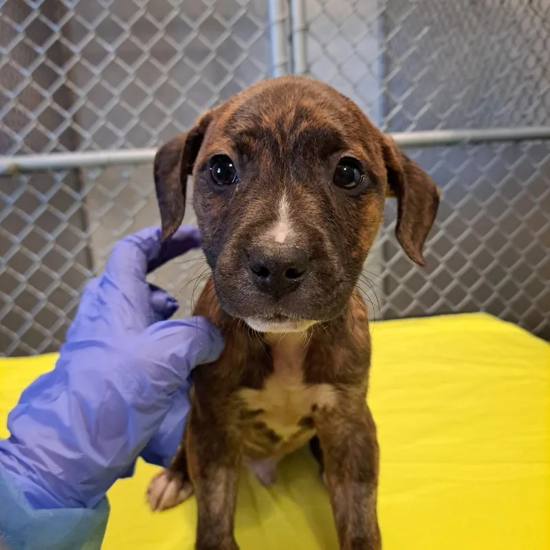 Swiss Roll thumbnail 3