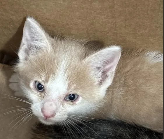 A baby medium-sized male Domestic Short Hair cat named Steve for adoption in Dallas, TX