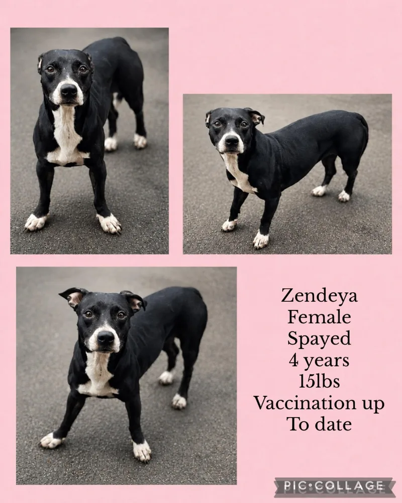 An adult medium-sized female Boston Terrier dog named Zendeya for adoption in Virginia Beach, VA