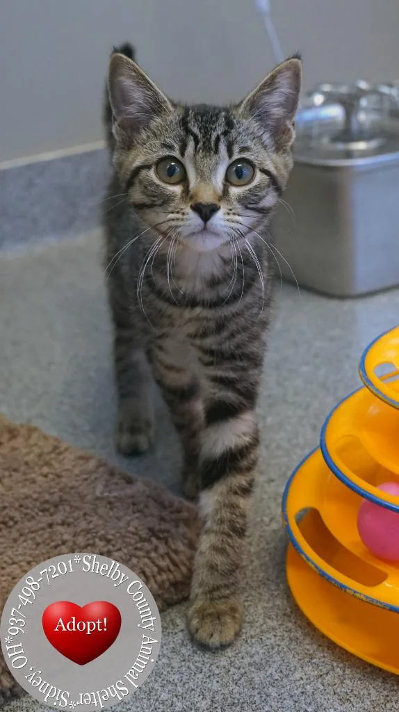 A baby small-sized female Domestic Short Hair cat named Firecracker for adoption in Sidney, OH