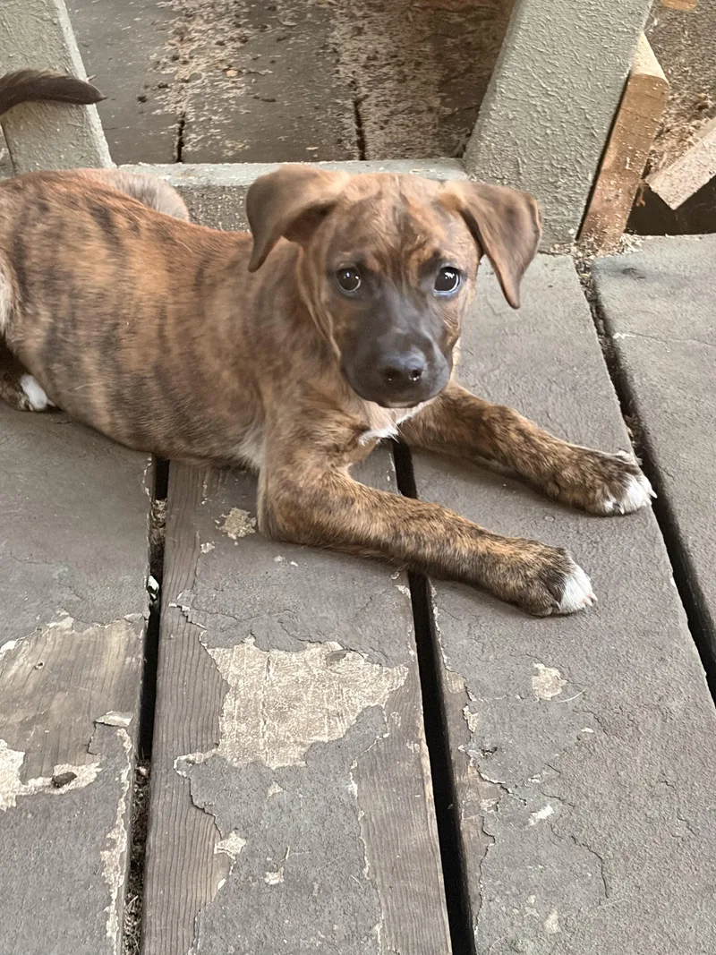 A baby medium-sized female Mixed Breed dog named Coral for adoption in Byron, IL