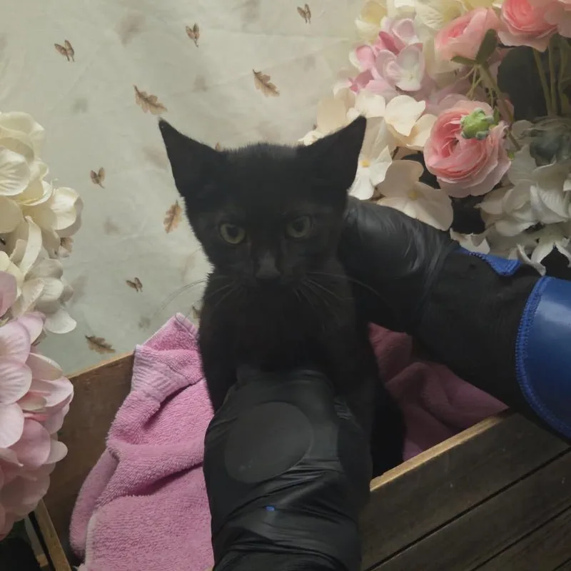 Mickey's thumbnail 2