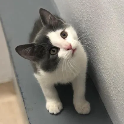 An adult extra large-sized male Domestic Short Hair cat named Thor for adoption in Janesville, WI