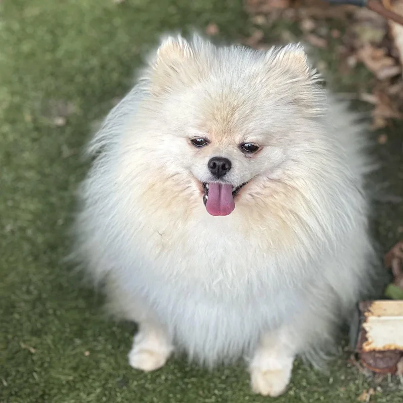 An adult small-sized female Pomeranian dog named Felicity for adoption in Garland, TX