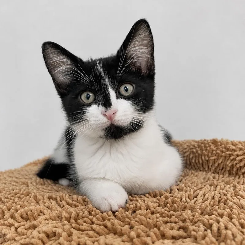 A baby medium-sized female Black & White / Tuxedo Domestic Short Hair cat named Stella for adoption in Miami, FL