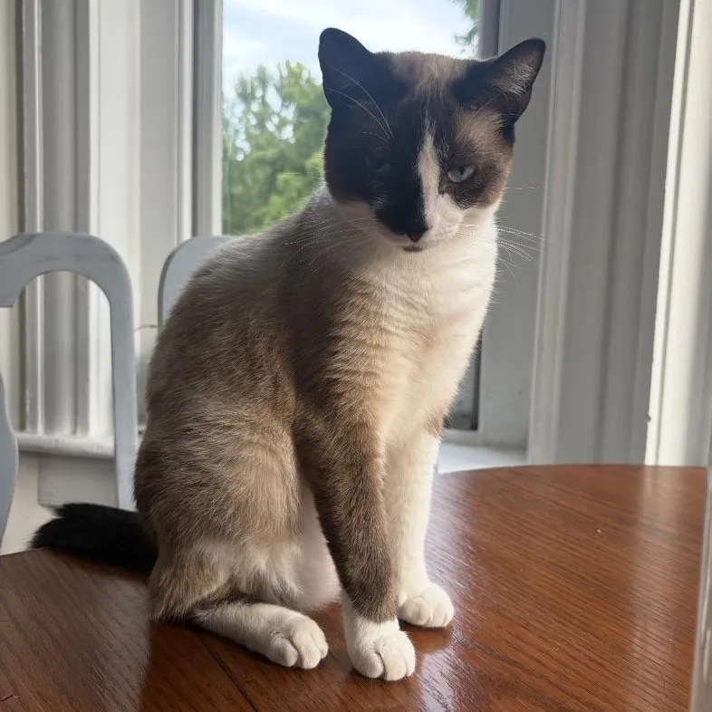 A young medium-sized female Siamese cat named Annika Sorenstam for adoption in Richmond, VA