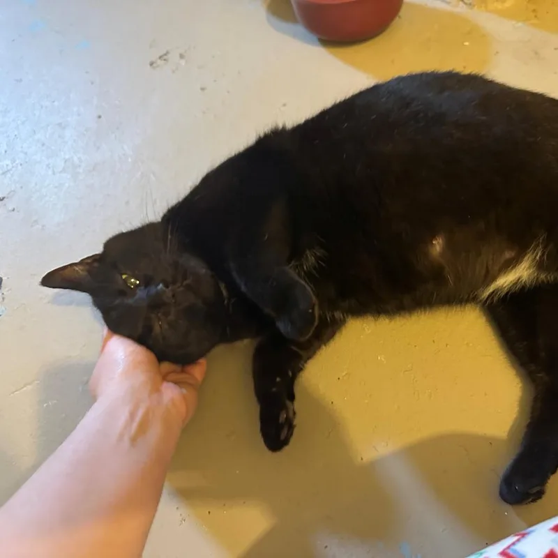 An adult medium-sized female Black Domestic Short Hair cat named Rosie C. for adoption in St. Louis, MO