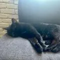 Rosie C. thumbnail 3