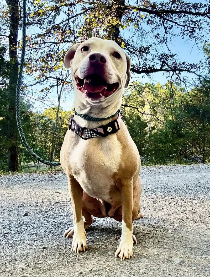 An adult medium-sized female Apricot / Beige Terrier dog named Ashes for adoption in Waverly, TN