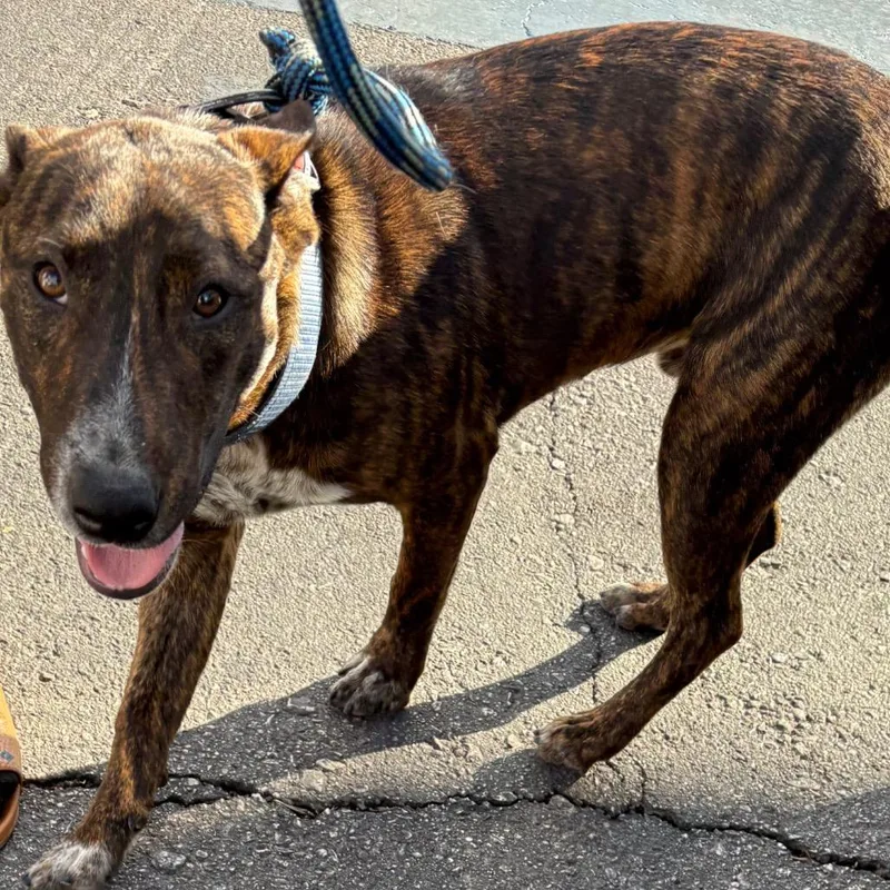 A young medium-sized male Brown / Chocolate Cattle Dog dog named Bobo for adoption in Henderson, NV
