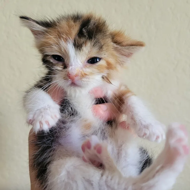A young medium-sized female Calico Domestic Short Hair cat named Darla for adoption in Westminster, CA