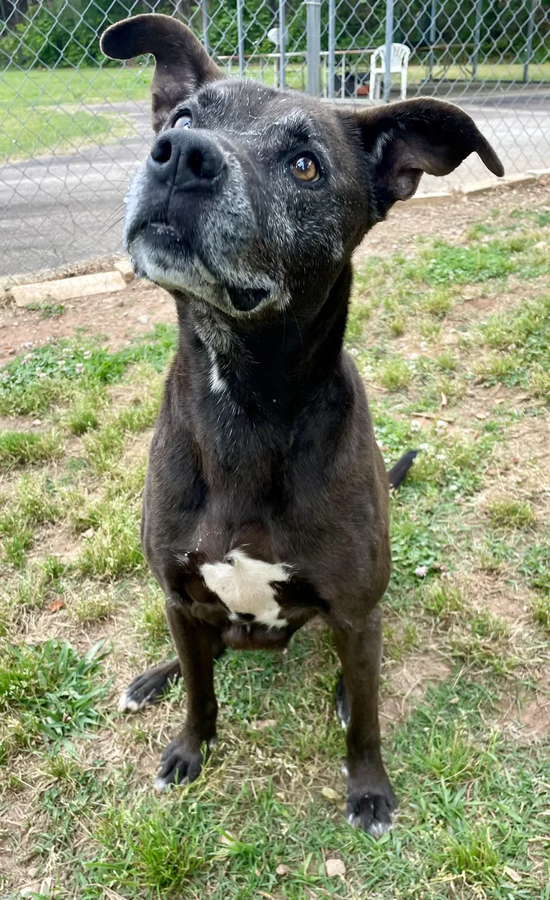 A senior medium-sized male Brown / Chocolate Black Labrador Retriever dog named Buddy for adoption in Sautee Nacoochee, GA