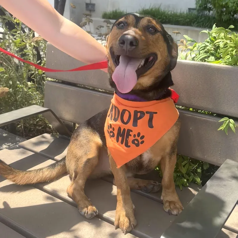 A young medium-sized male Bicolor Labrador Retriever dog named Cruz for adoption in Brooklyn, NY