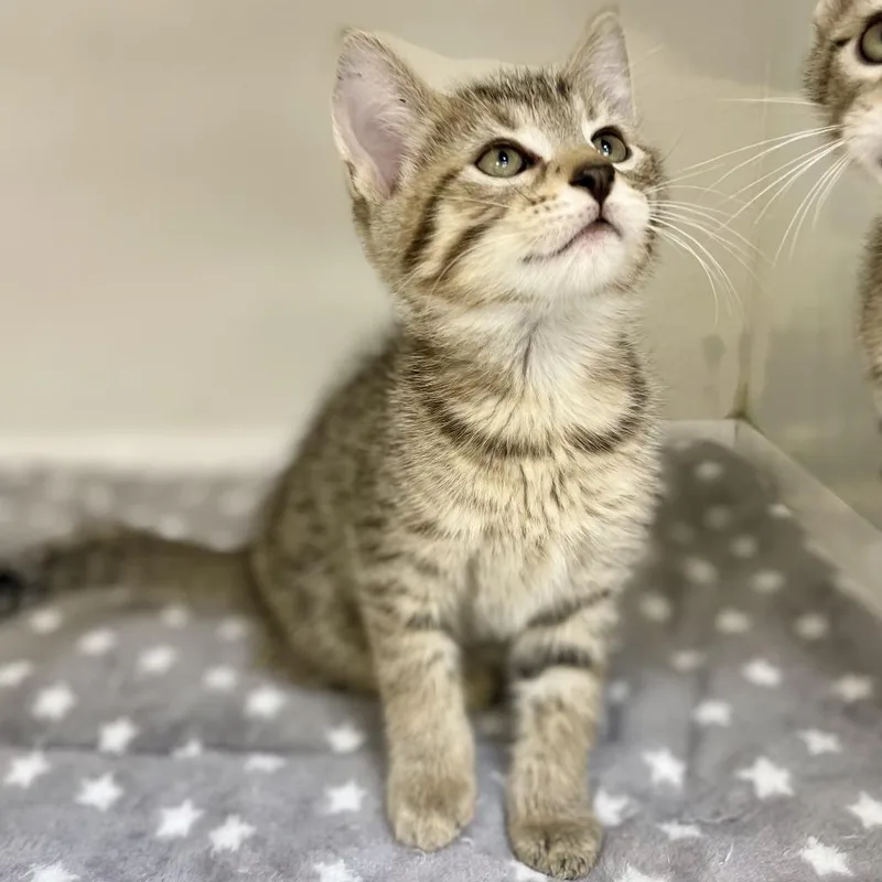 A baby small-sized female Brown / Chocolate Domestic Short Hair cat named Sprigatito for adoption in Champaign, IL
