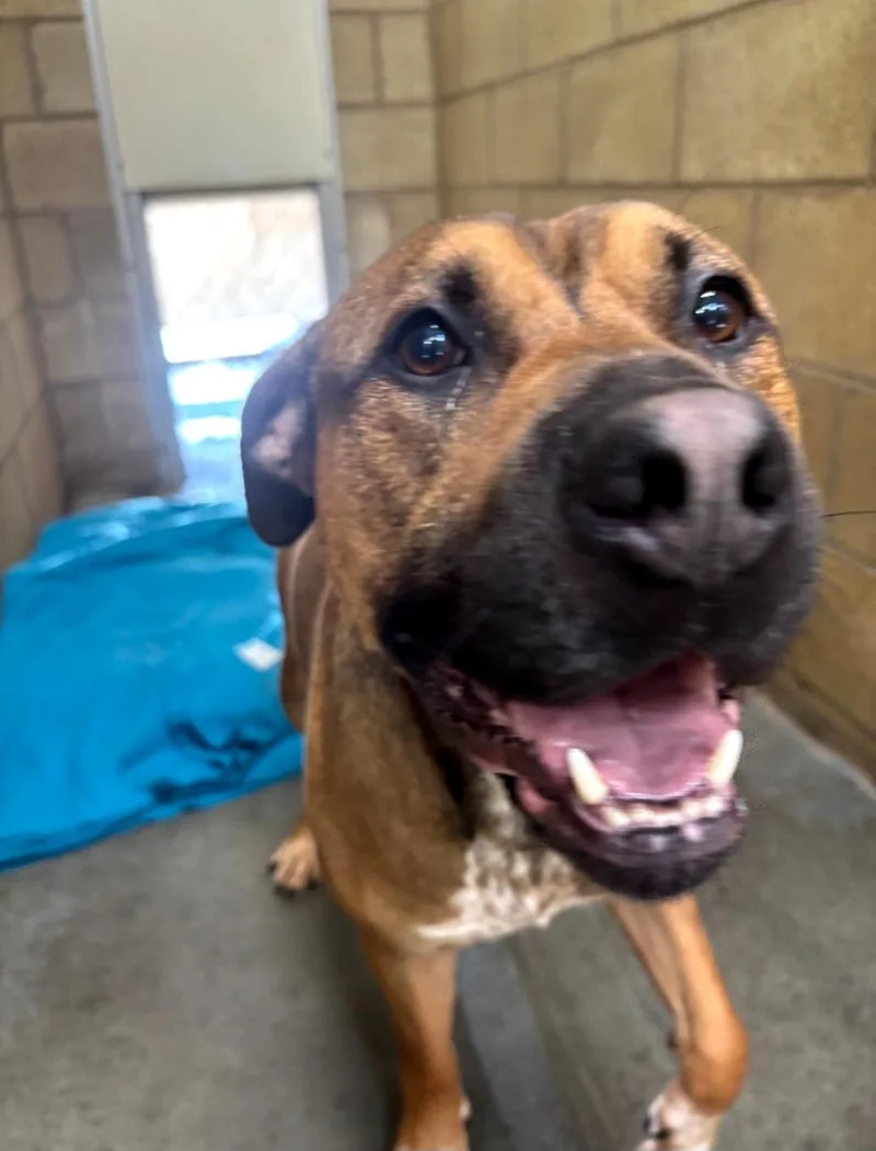 An adult medium-sized male Brown / Chocolate American Staffordshire Terrier dog named 109 for adoption in Pawtucket, RI