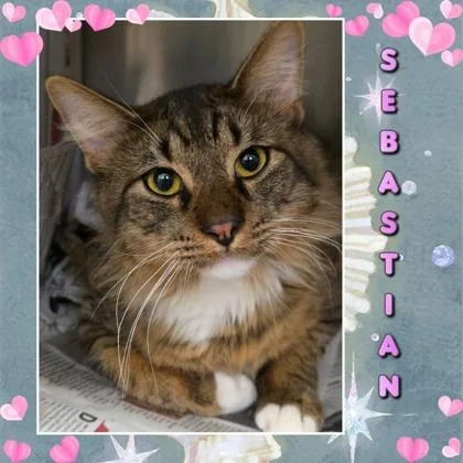 Sebastian thumbnail 2