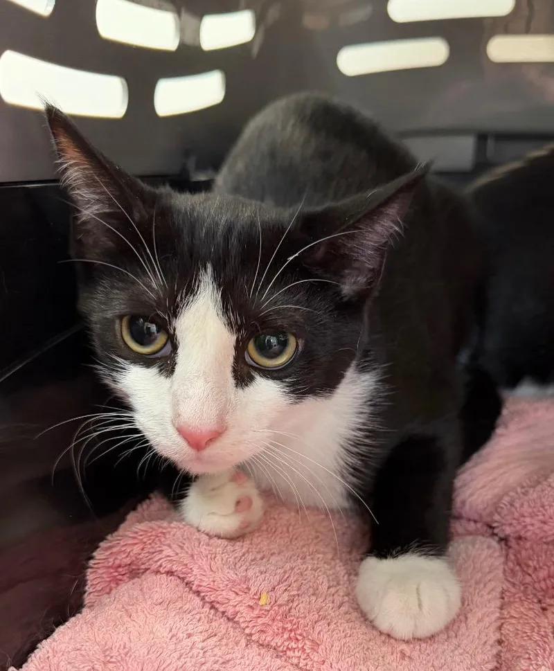 A baby medium-sized female Domestic Short Hair cat named Posca for adoption in Cincinnati, OH