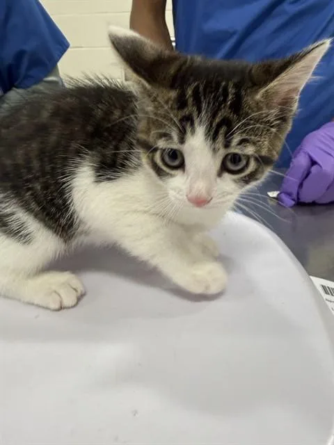 A baby small-sized female Domestic Short Hair cat named Lyra for adoption in Upper Marlboro, MD