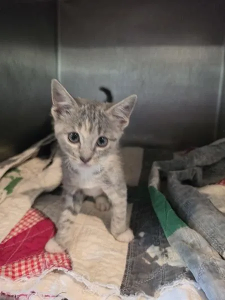 A baby small-sized female Domestic Short Hair cat named Phoenix for adoption in Cleveland, TN