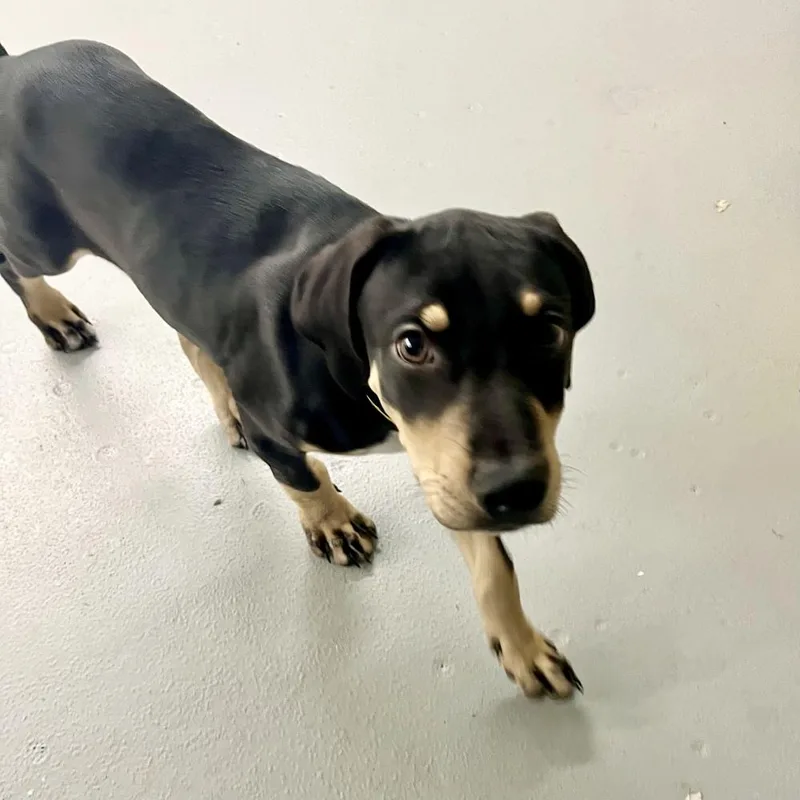 A baby medium-sized male Mixed Breed dog named Diego for adoption in Groveland, MA