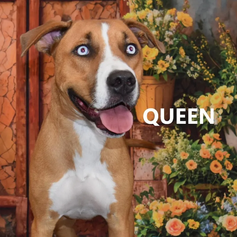 Queen