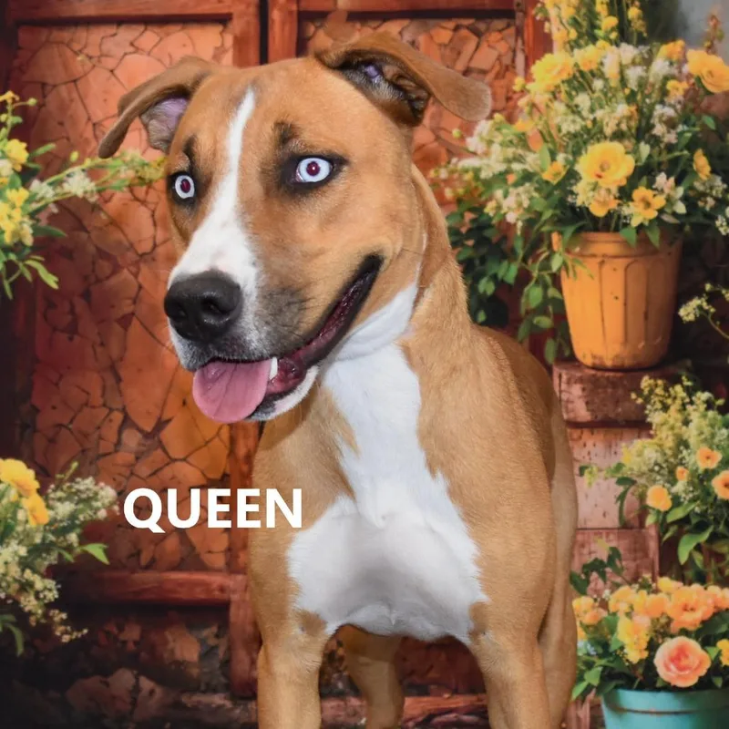 Queen thumbnail 2